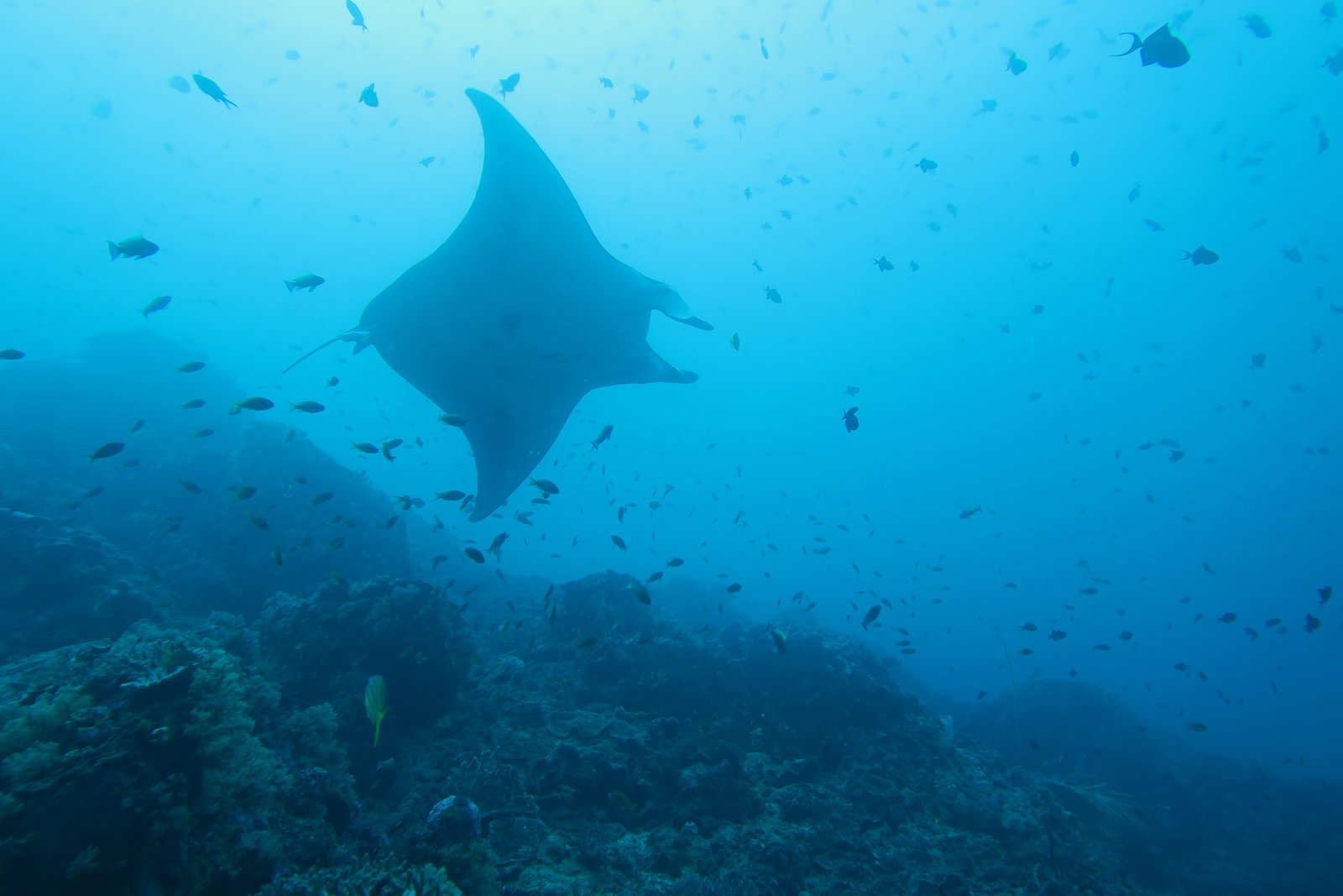 Top 5 Dive Sites in Komodo