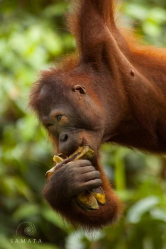 Orangutan Banana