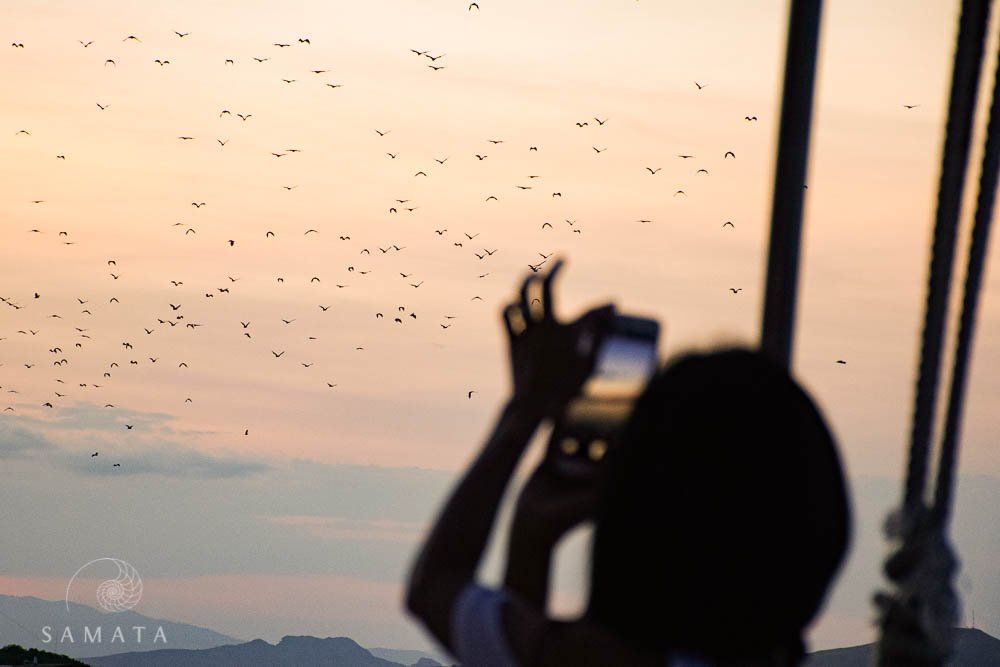 Bats at Sunset Top Five Experience