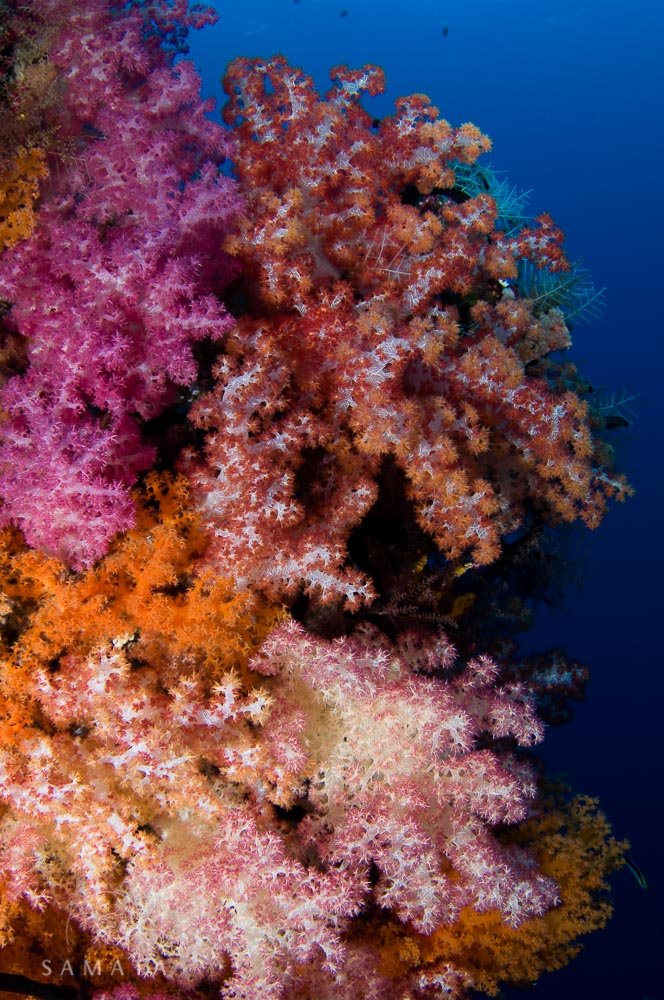 Soft Corals Raja Ampat