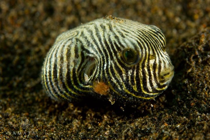 Juvenile star pufferfish