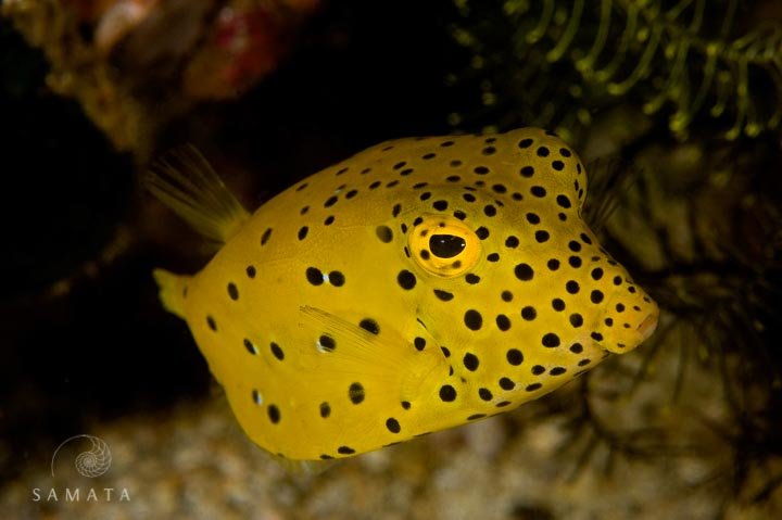 Yellow Box Fish Puffer