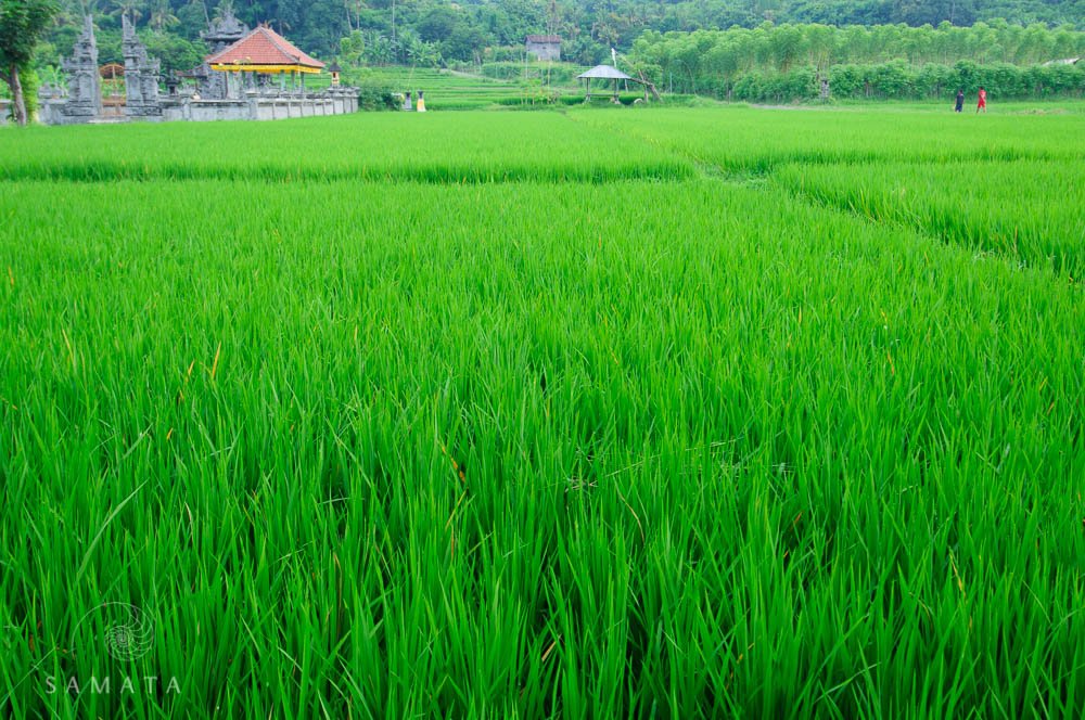 Rice Terraces Temple