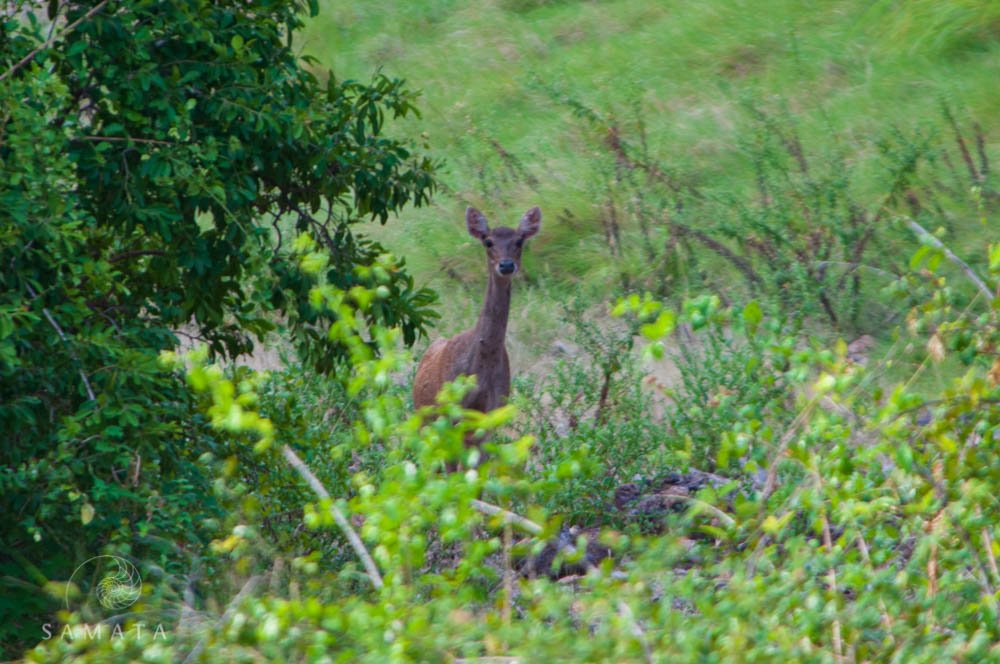 Deer Komodo National Park