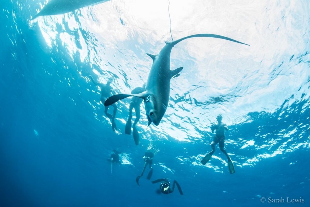 Shark tagging alor hero