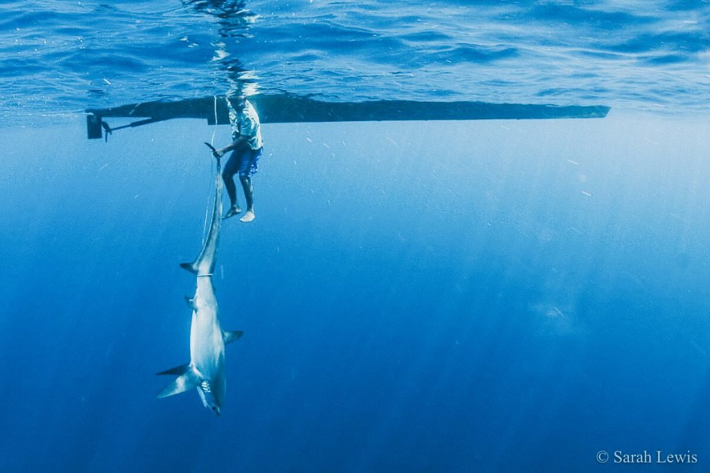 Shark tagging with Conservation International Indonesia – Samata Luxury ...