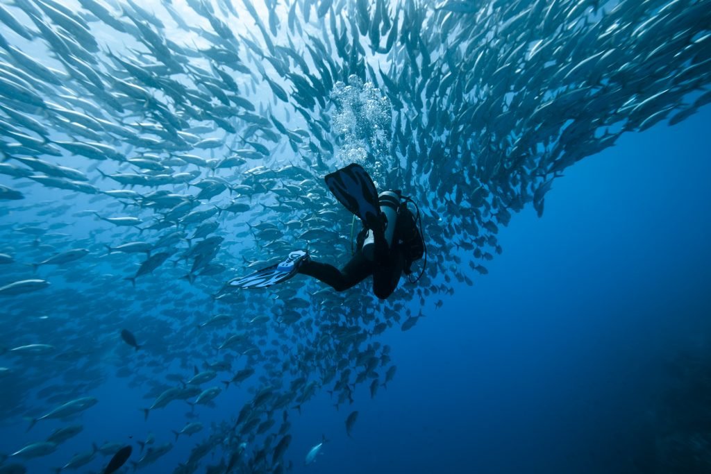 Top 5 Dive Sites in Komodo