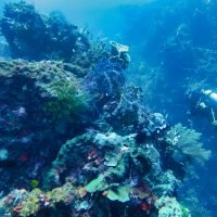 Indonesia diving