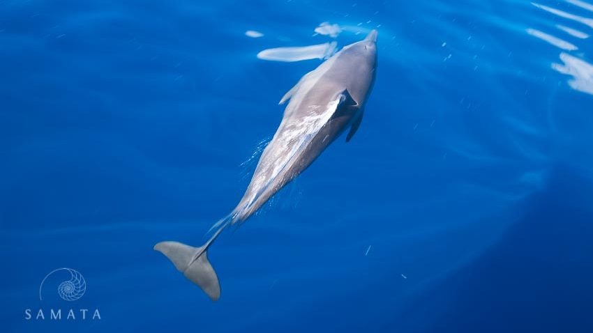 Spinner Dolphin