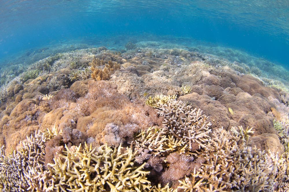 Hard Coral Reef