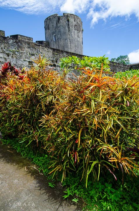 Plants Fort Belgica Banda Islands
