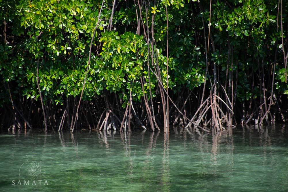 Kayaking into mangrove forests