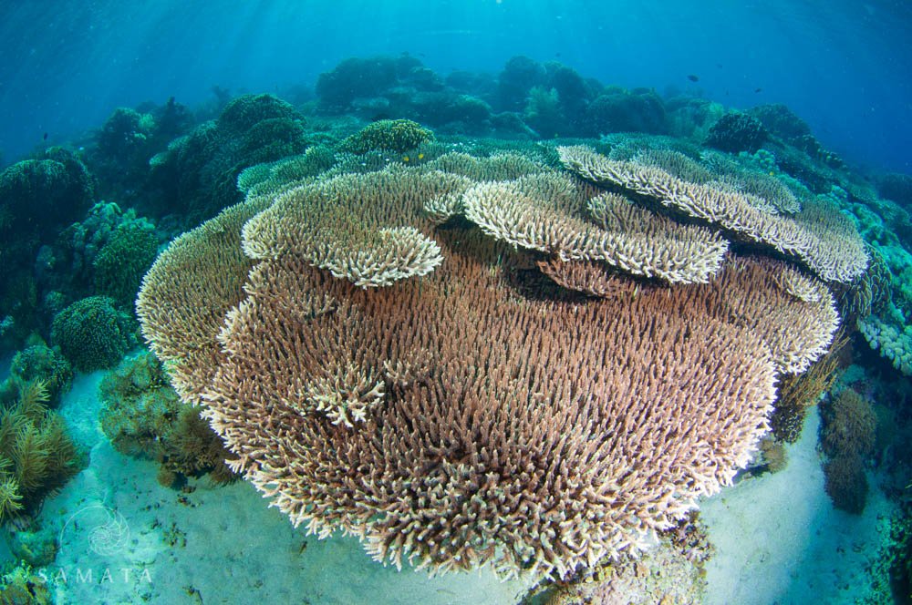 Makassar Reef Corals