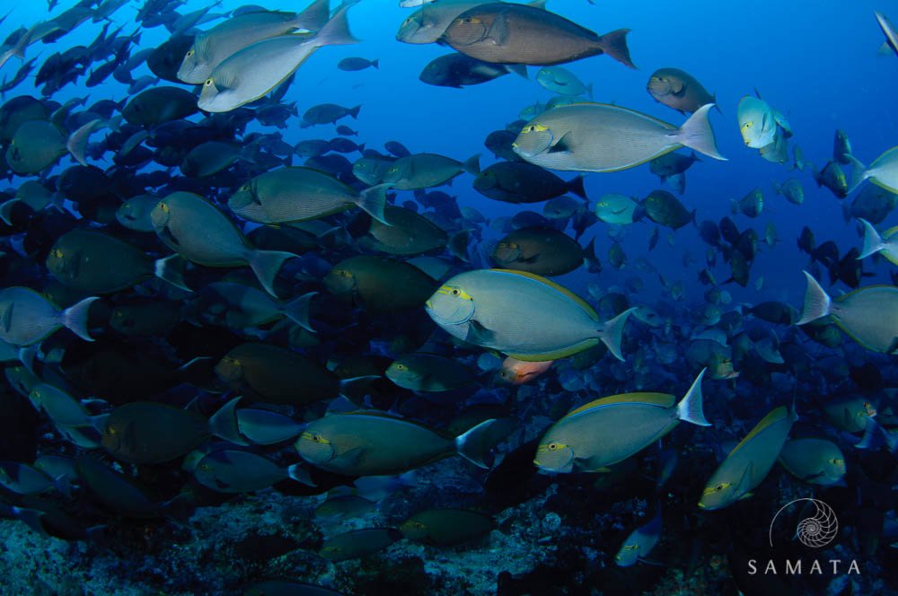 Schooling Surgeonfish