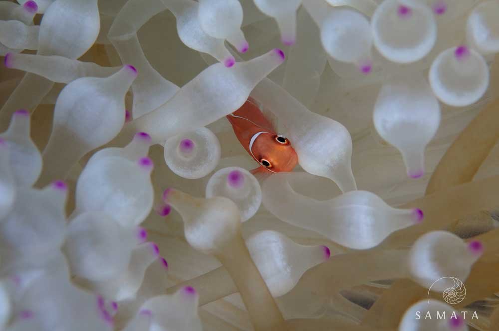 Baby Clown Fish